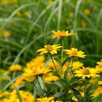 供應黄色花卉种子  野菊花  勳章菊 