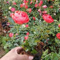 红帽月季、黄帽月季、丰花月季、大花月季、金叶女贞