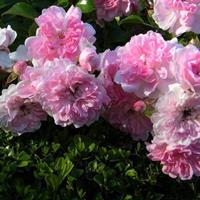 江苏【绿康态苗木供应】丰花月季，江苏月季供应，月季价格