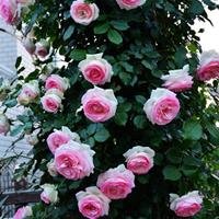 月季花瑞典女王秋日胭脂月季欧月龙沙宝石月季大花月季