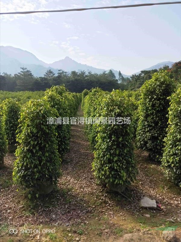垂叶榕柱 小叶榕柱 高1.5-2米 福建漳州闽景园艺场