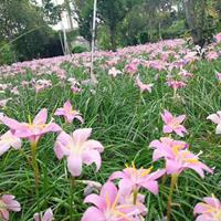 风雨兰 种球 韭兰 水仙花  工程苗 一手货一年能出500吨