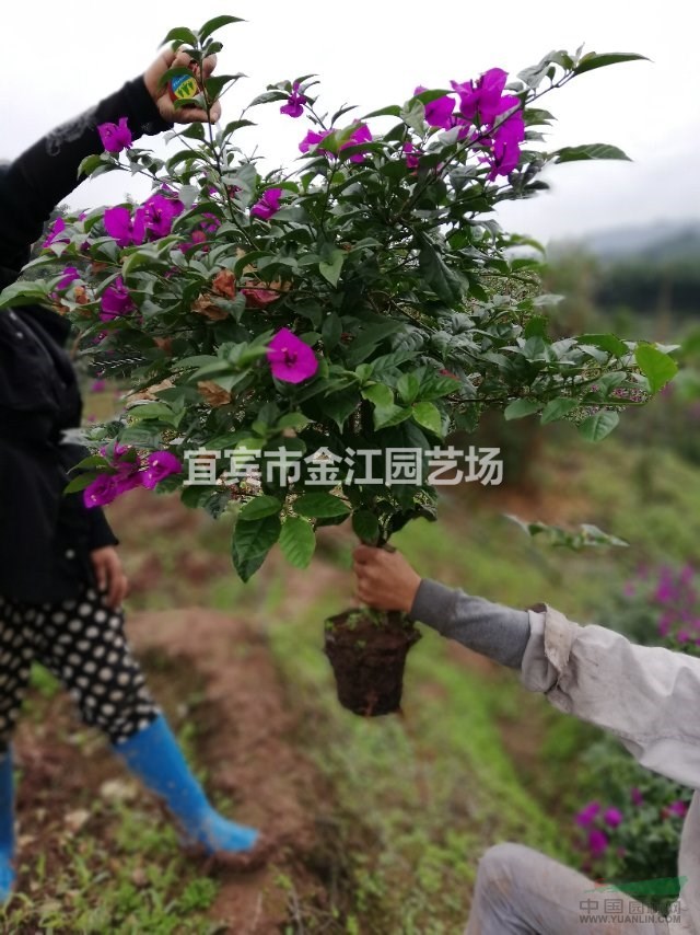 宜宾花卉基地 宜宾三角梅批发