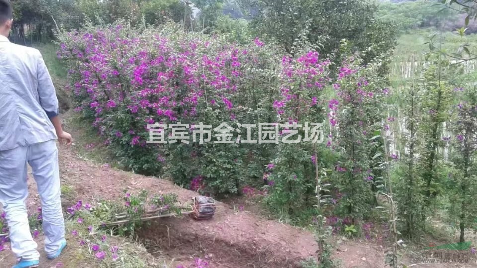 宜宾花卉基地 宜宾三角梅批发