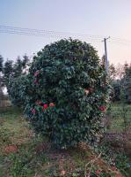 江西茶花报价，茶花1-3米冠大量出售，漂亮的茶花哪里有，