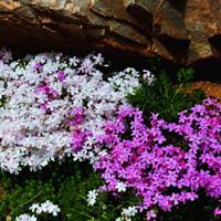 大花芝樱、芝樱花种植基地、芝樱花