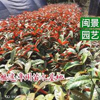 红背桂 红背桂花 高30  福建漳州闽景园艺场