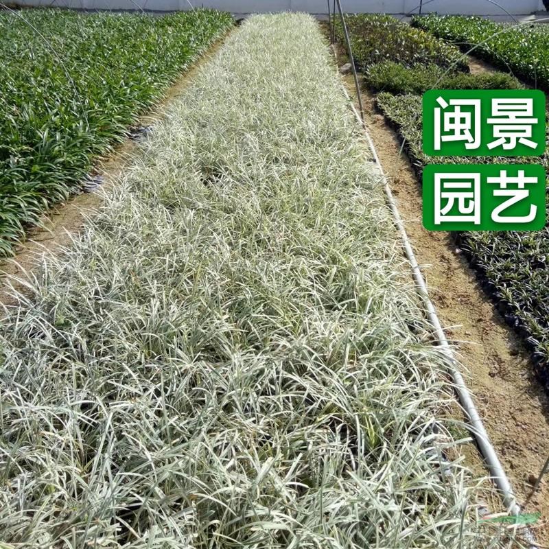沿阶草 银边沿阶草 高20-30 福建漳州闽景园艺场