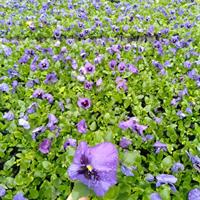 三色堇苗圃基地 三色堇春节花卉 13杯批量出售 杯苗价格