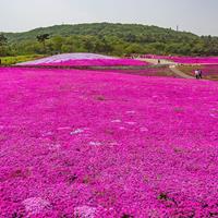 山东大叶扶芳藤