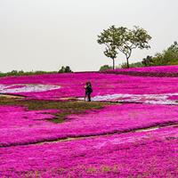 山东石竹