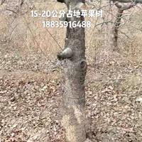 紧急更新15公分苹果树价格·15公分苹果树更新·苹果树产地