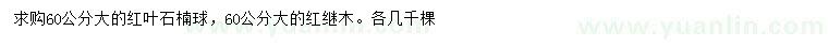 求购60公分红叶石楠、红继木