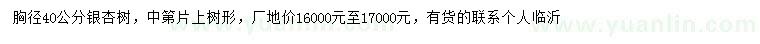 求购胸径40公分银杏树