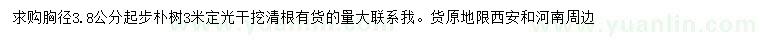 求购胸径3.8公分以上朴树