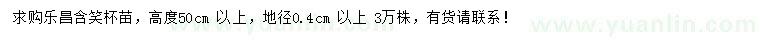 求购高50公分以上乐昌含笑