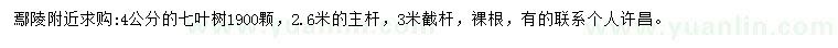 求购4公分国槐七叶树