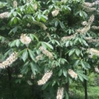 米径4一6七叶树/七叶树小苗大型种植基地