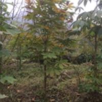 七叶树种子/七叶树小苗批发