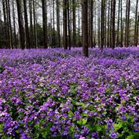 秋播二月兰种子耐寒耐荫多年生宿根诸葛菜花种子室外易种园林绿化