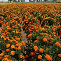 混色孔雀草花种子景观绿化工程花籽四季播种耐寒草花种子观花种子