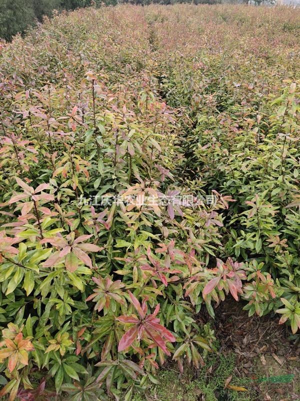 木荷的价值和用途 木荷如何栽培