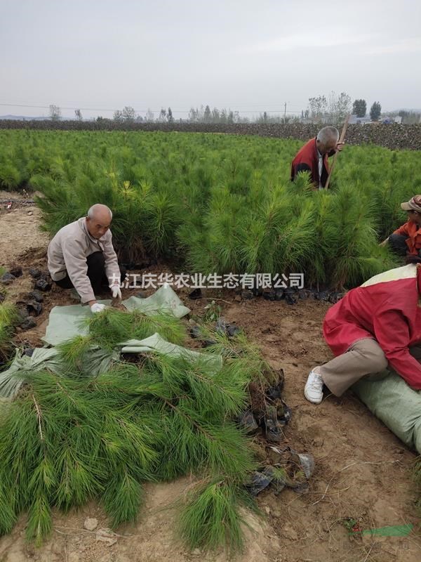 湿地松杯苗 湿地松杯苗价格多少