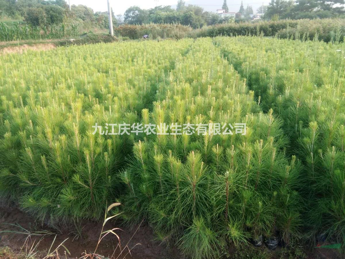 湿地松杯苗 湿地松杯苗价格多少