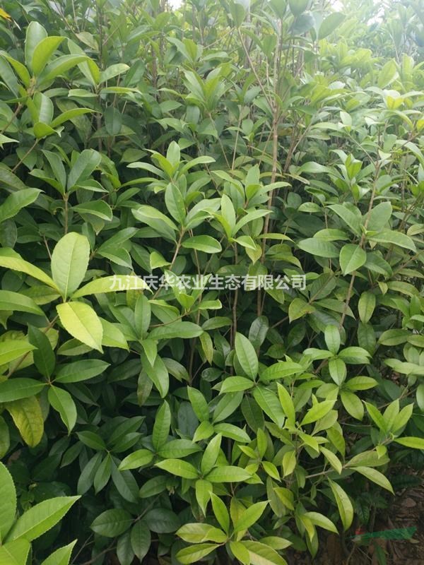 桂花小苗价格 桂花小苗多少钱一棵