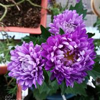 翠菊种子播种密度一平米几克？