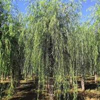 15平头垂柳-河北垂柳-15公分垂柳报价