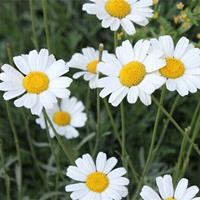除虫菊种子什么时候播种*好？