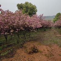 樱花价格 江西樱花基地市场行情