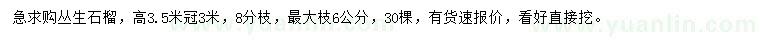 求购高3.5米丛生石榴