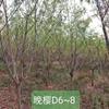 大量供应D6-8公分樱花，价格优惠。