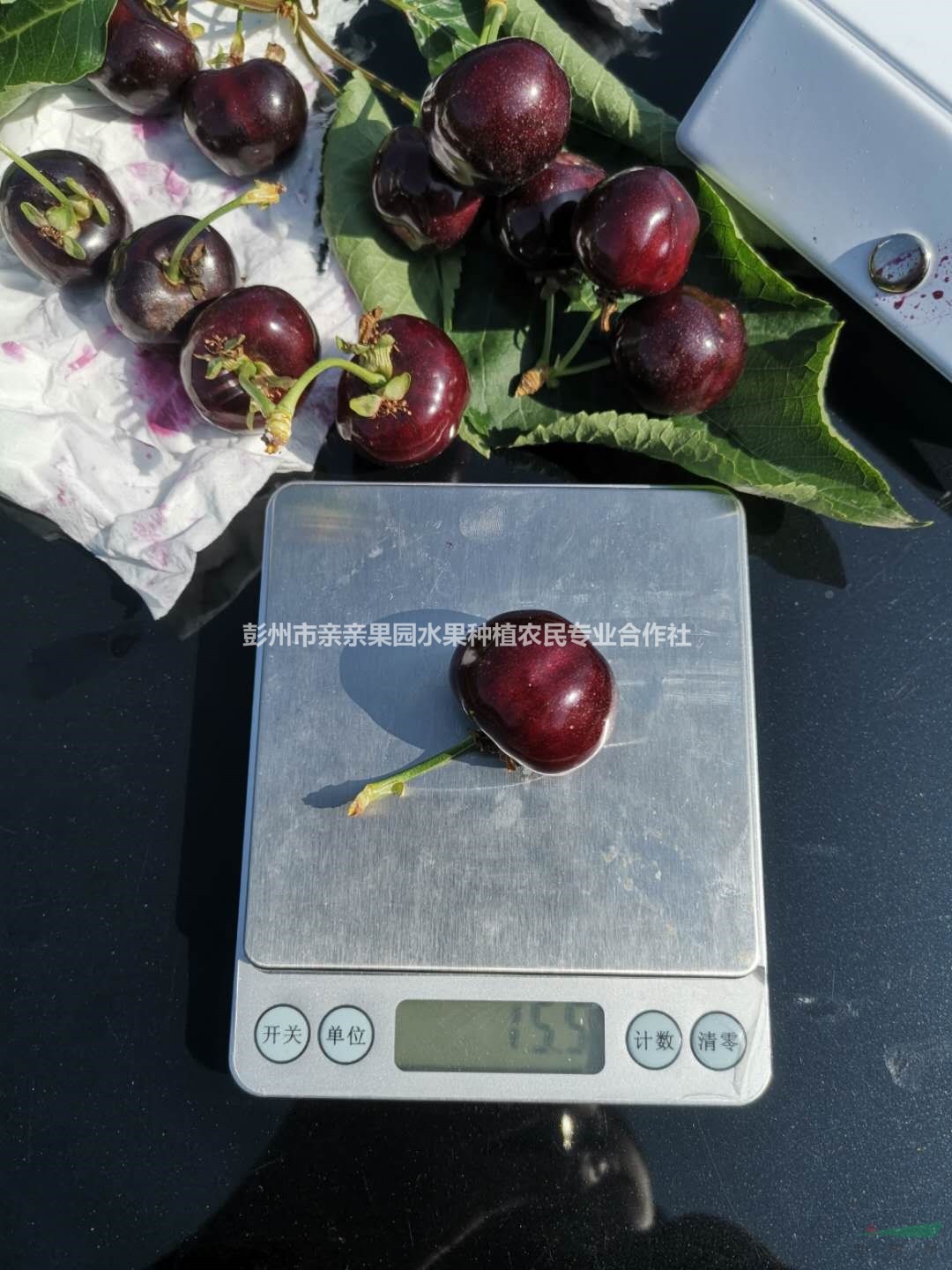 1公分大樱桃苗批发_俄罗斯8号大樱桃树苗多少钱一株?