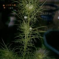 哪里有波斯宝石种子多少钱一斤？