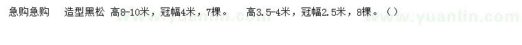 求购高3.5-4、8-10米造型黑松