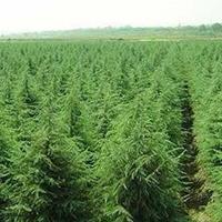 江苏沭阳南天竺行情报价/江苏南天竺规格*