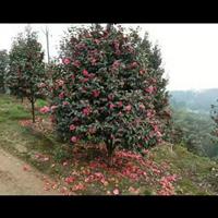 湖北咸宁茶花行情报价/湖北咸宁茶花图片展示