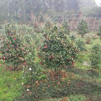 湖北咸宁茶花大量低价供应/茶花价格