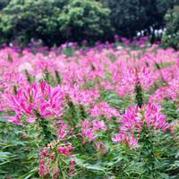 醉蝶花种子 庭院花四季播种 妙植春播花种子室内阳台易种植物花