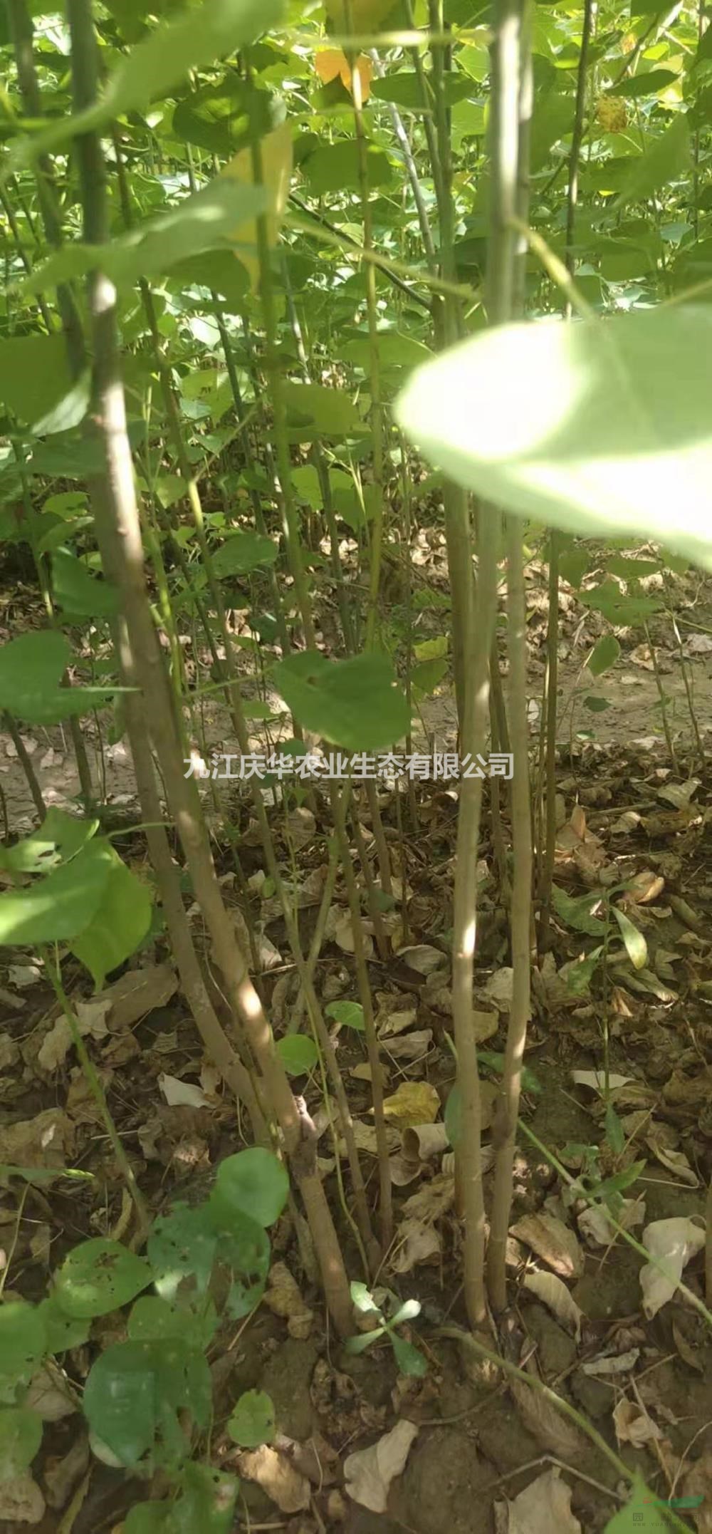 优质特价江西乌桕小苗 九江乌桕小苗产地直销