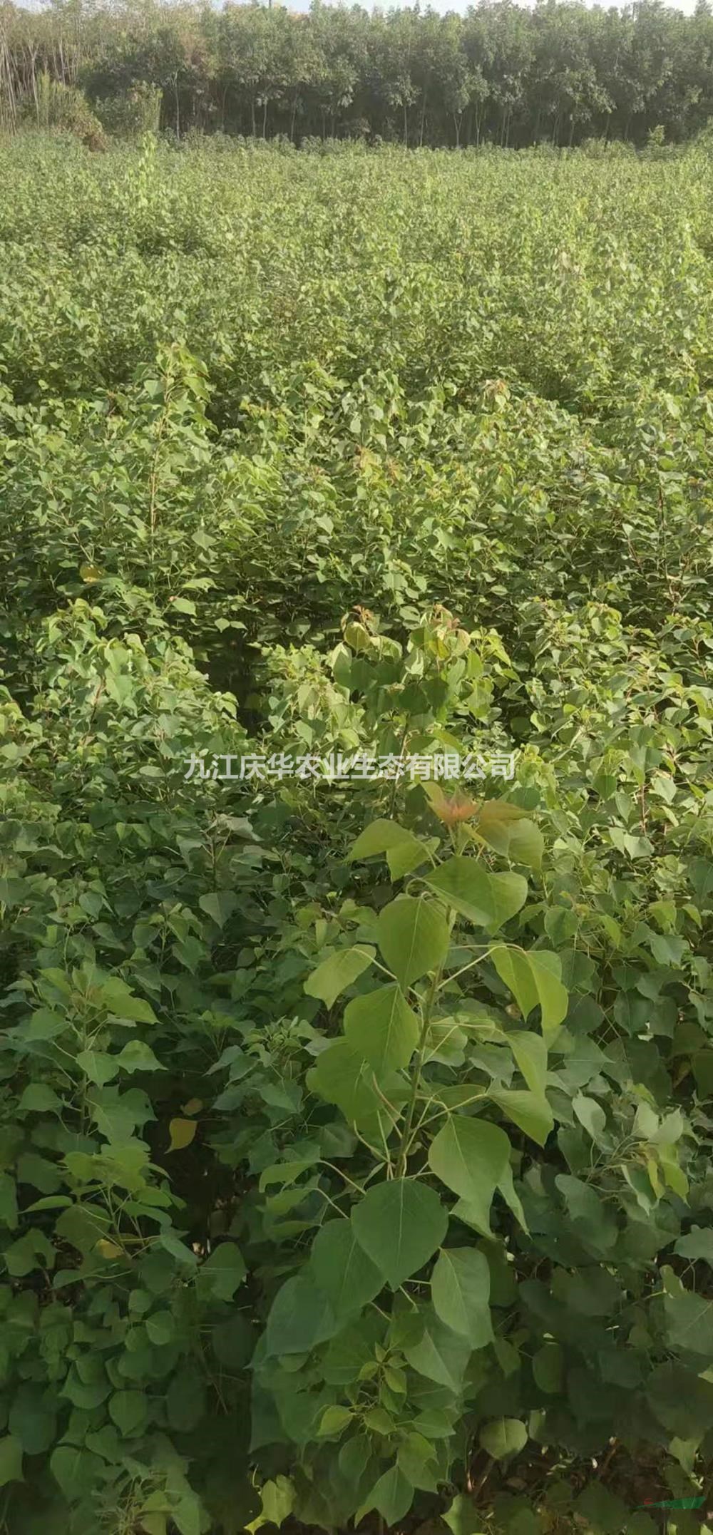 优质特价江西乌桕小苗 九江乌桕小苗产地直销