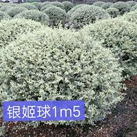 银姬水蜡球p1,2m---1,5m---1,8m冠