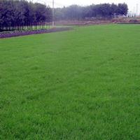 高羊茅草坪建植与养护有什么好方法？