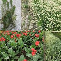 再力花、千屈菜、菖蒲等各种水生植物