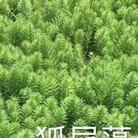 荷花、慈姑、睡莲等水生植物