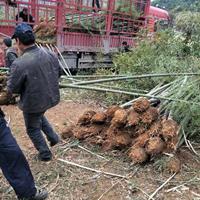 楠竹苗毛竹苗刚竹苗主产地特价销售