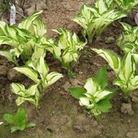 北京可以栽植花叶玉簪吗？